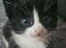 Tuxedo and black and white loving kittens