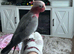 15 week old galah cockatoo boy