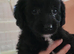 Beautiful cuddly mini Labradoodles F1b looking for forever home.