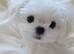 Teacup korean maltese pups