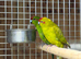 Kakarikis parrot