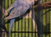 Baby budgies