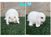 Pure breed mini lops