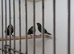 Parrot Finches