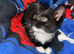 Kitten last one left