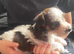 Beautiful jack Russel puppy for sale