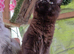 GCCF REGISTERED MAINE COON KITTEN