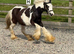 Yearling filly