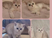 British Shorthair Kittens Silver Lilac Ticked
