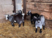 Pygmy Goat Nannies