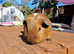 California x male guinea pig, ip3