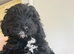 F1b Toy cockapoo 2 girls left