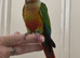 Hand reared yellowsided gcc