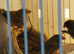 Young zebra finches
