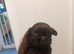 2 imperial shih tzu pups
