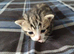 Bengal Cross Kittens