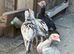 Aseel chicken