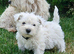 Westie puppies K C Registered Kent