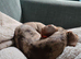 Dapple dachhound