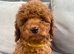 Cavapoo male puppies ready for new homes