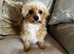 Cavapoo girl