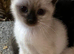 Ragdoll cross female kittens.