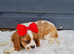 Exceptional quality cavalier spaniel puppies