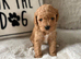 Cavapoo f1b teddy bear