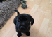Pekingese x mini dachshund