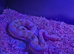 66% het pied female python