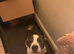 Rehome immediately x