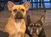 Beautiful French Bulldog Puppies