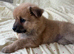 Papillon x Chihuahua Puppies