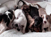 Miniature dachshund