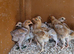 Oprington bantams