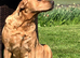 Fox red labradors