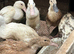 Indian runner ducks