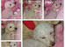 Stunning poodles