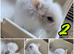 Purebred lionhead bunnies