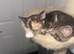 4 female kittens