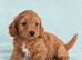 Toy Cockapoo puppies Merle apricot red
