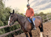 18.2 shire horse for part loan