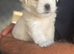 Morkies