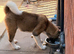 KC American Akita Male