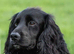 Miniture working cocker spaniel