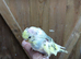 baby hand reared budgie with cage