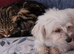 4 year old Maltese (not a cross)