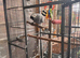 African grey for sale