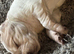 Working cocker puppies