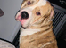 American Bulldog cross